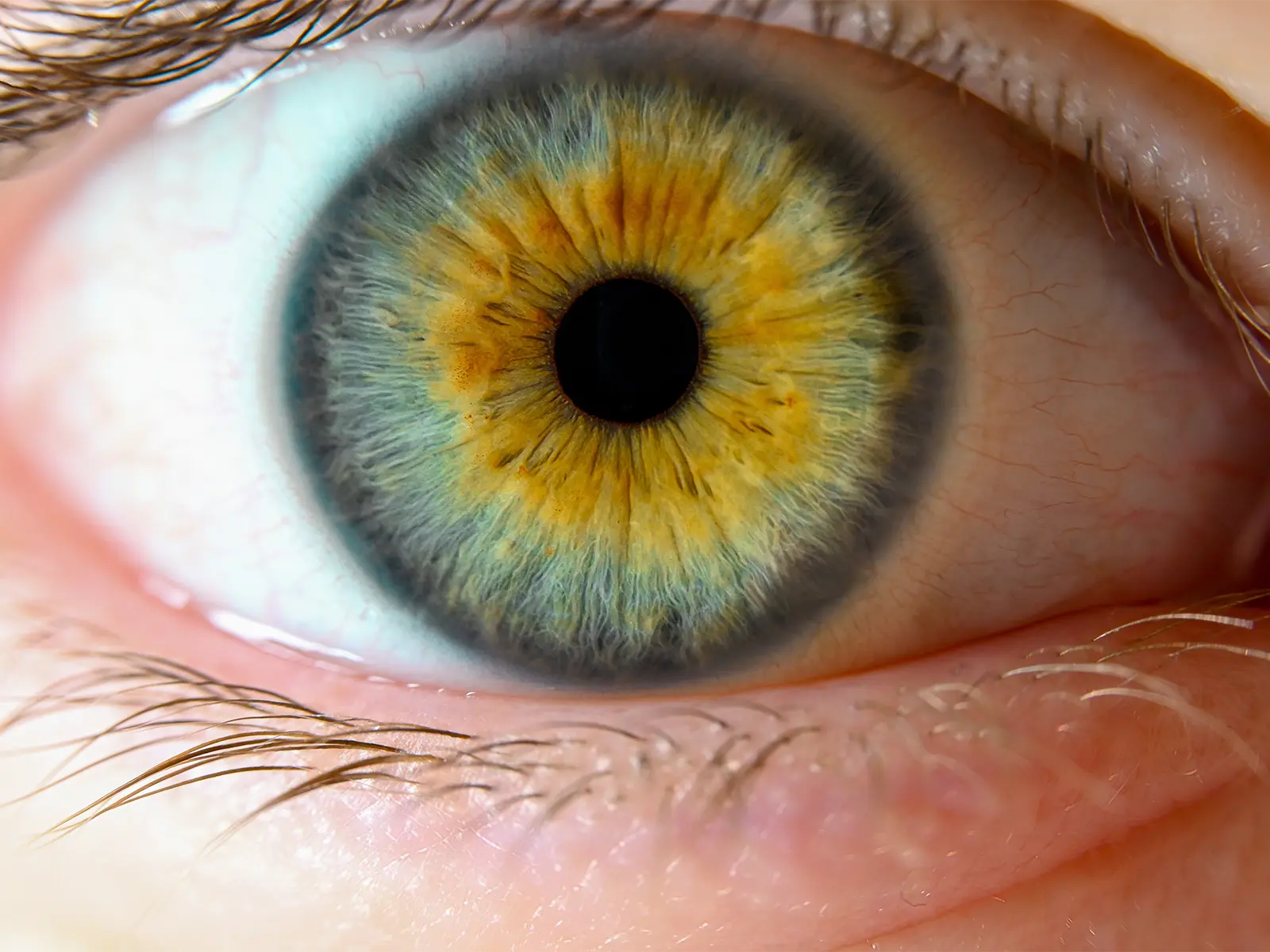 Naturheilpraxis Claus Jahn Iridologie Iris Augenanalyse
